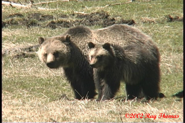Obsidian's cubs Spring 2001